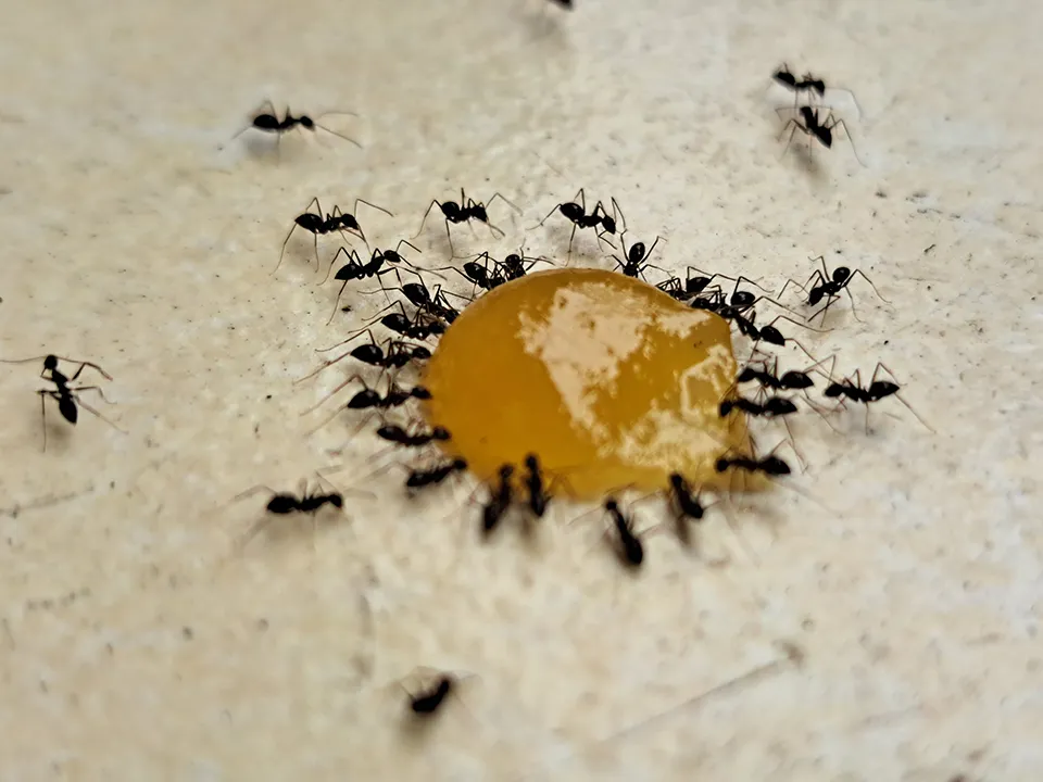 House bugs like ants are extremely active during the fall before it gets too cold