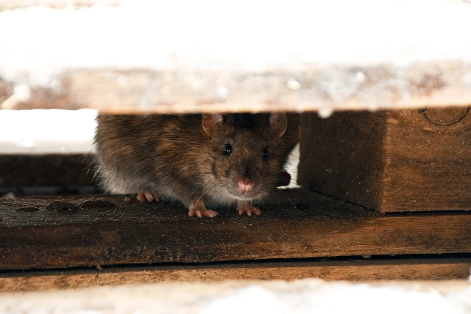 Rat hiding under a warehouse pallet during winter