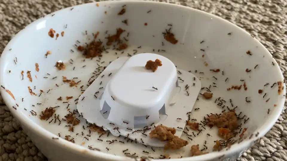 Ant Bait