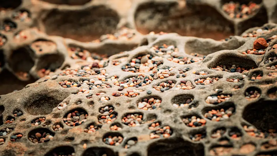 Insect eggs