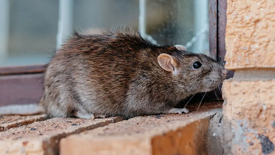 Rodent infestation commercial pest control services