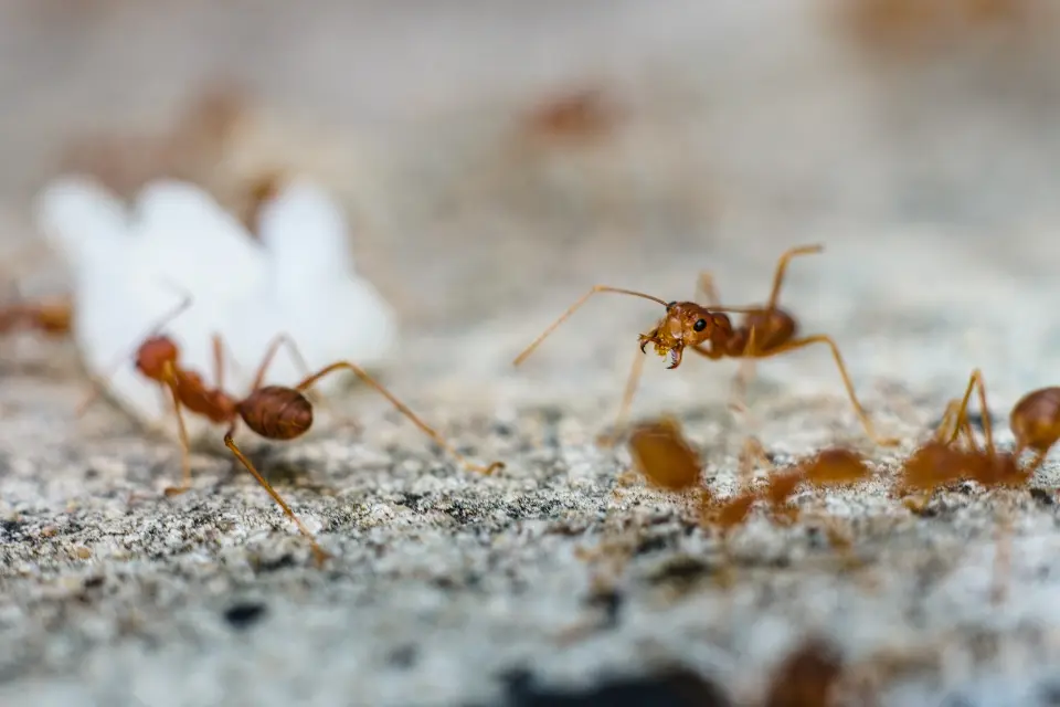 exterminate small ants in your house during winter doctor pest southern california
