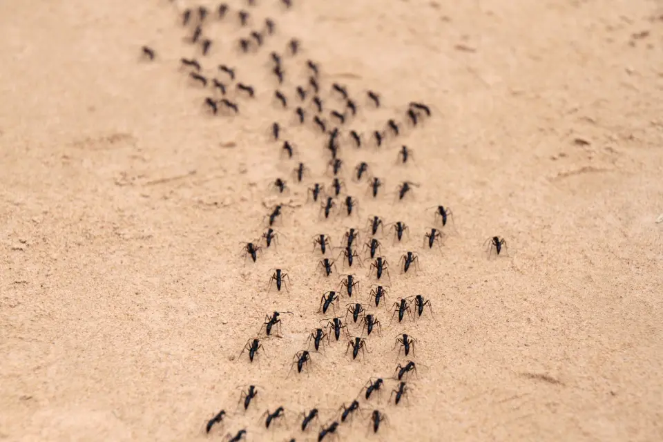 doctor pest small ants in your house pest control