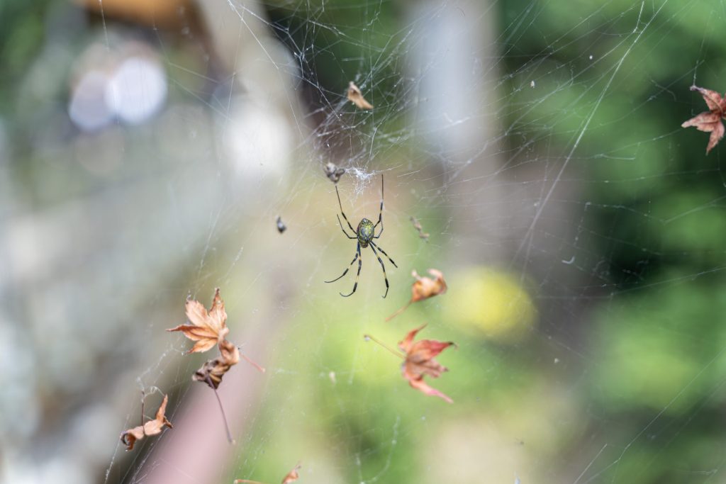 are garden spiders poisonous orange county los angeles county ca spider pest control