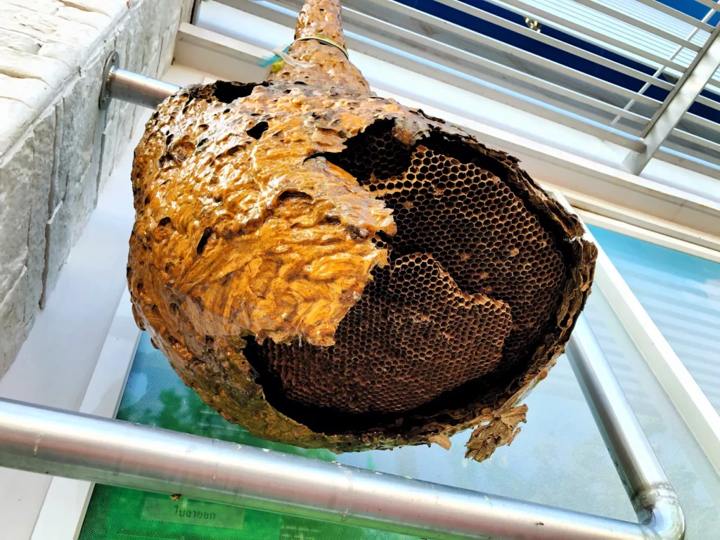 wasp removal california local pest control