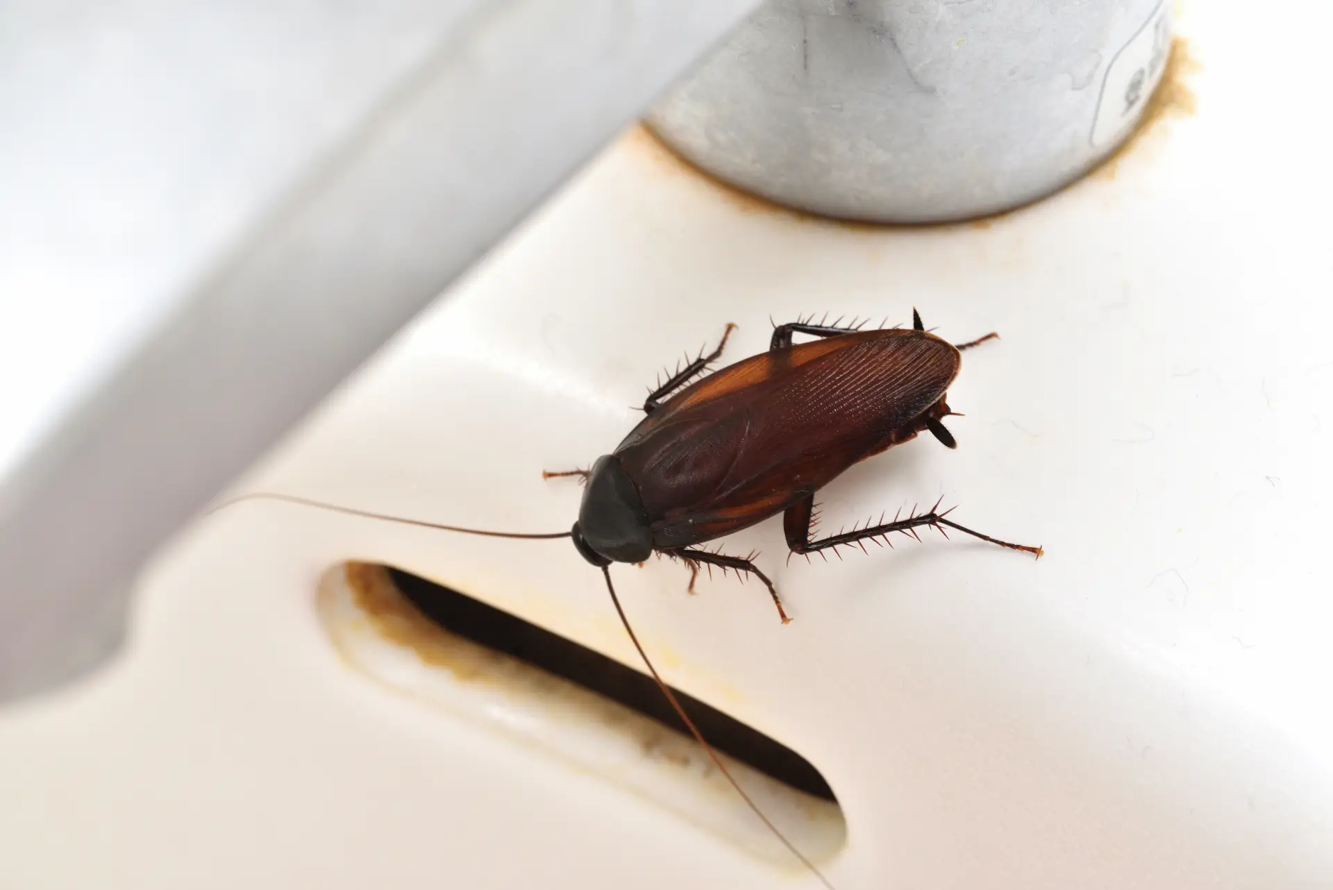 roach-infestation-fumigation-dr-pest-california