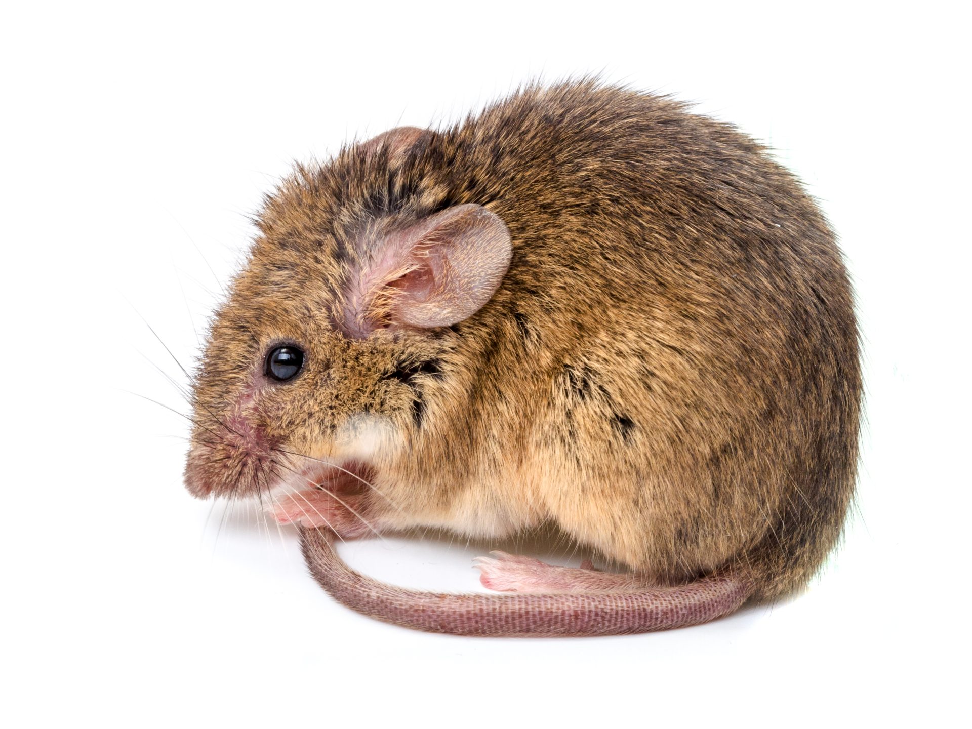 dr pest deter mice from home california