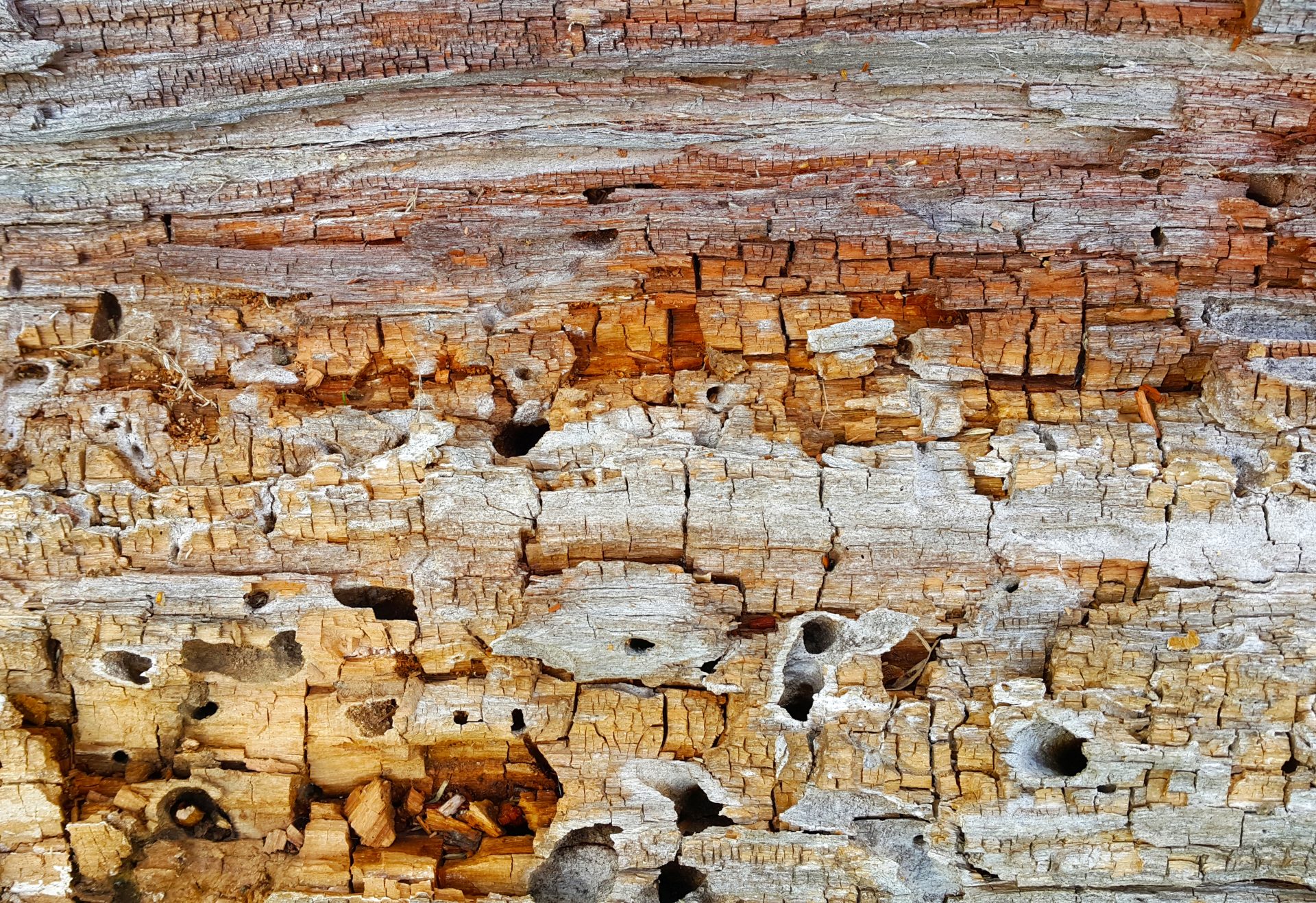 dr-pest-texture-of-decaying-crumbling-wood-trunk-eaten-termites-california