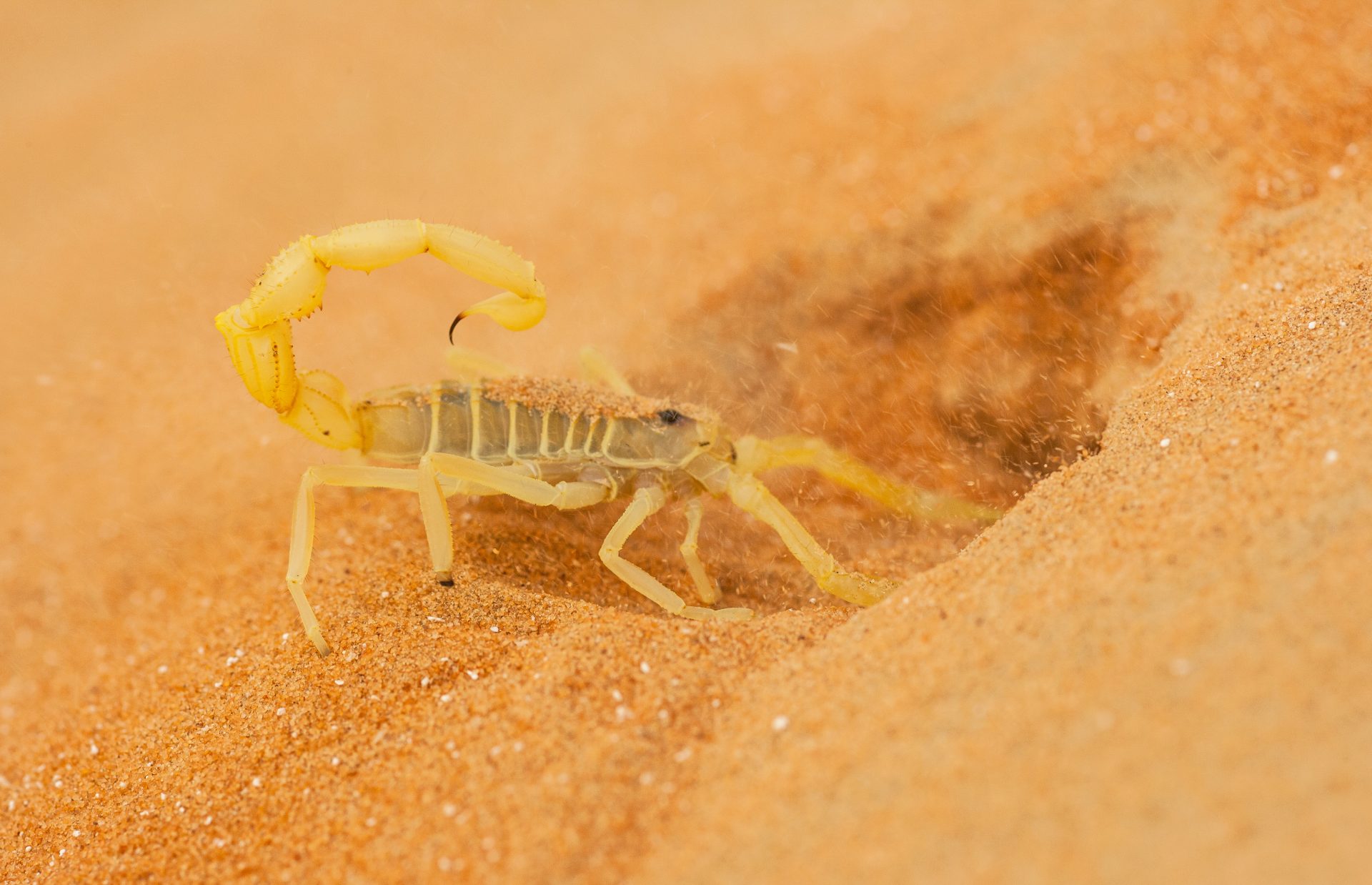 arizona-bark-scorpion-digging-a-burrow-dr-pest-southern-california
