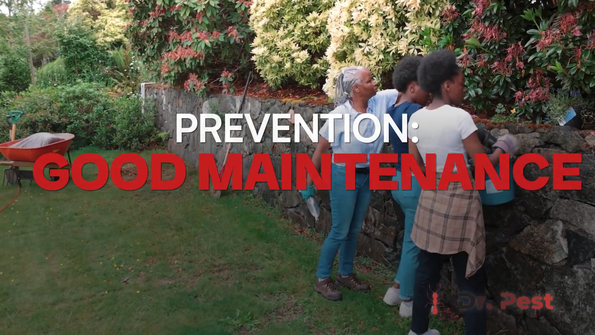 dr-pest-southern-california-managing-pests-in-pool-and-lawn