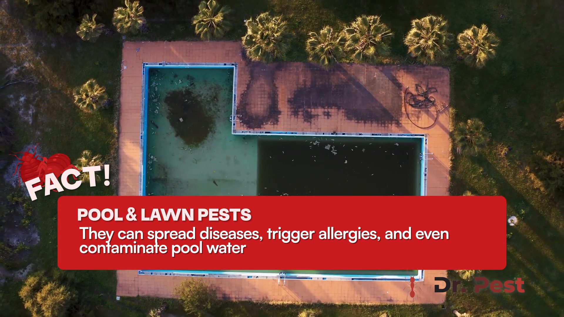 southern-california-managing-pests-in-pool-and-lawn-dr-pest