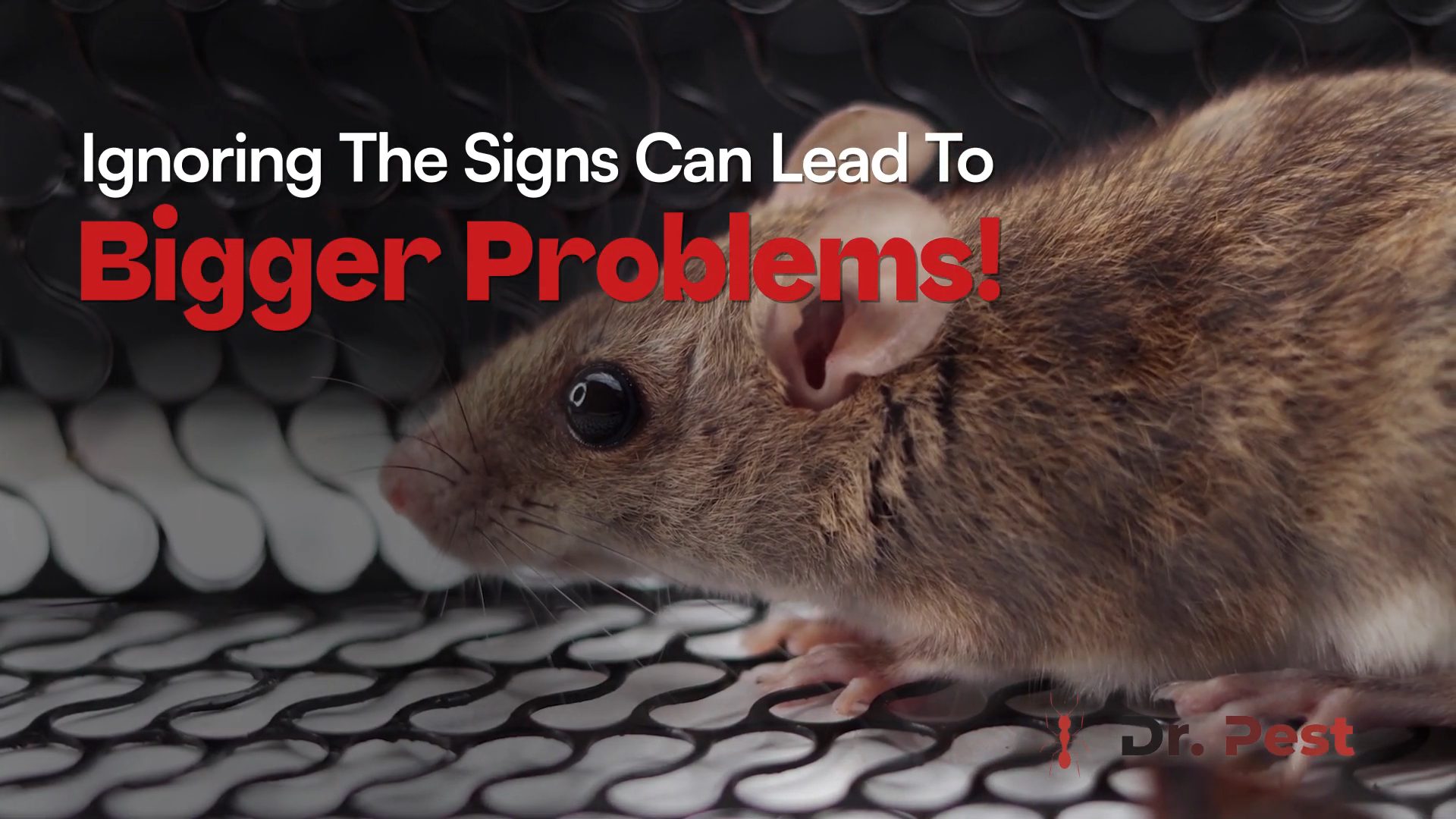 southern-california-wildlife-exlcusion-dr-pest