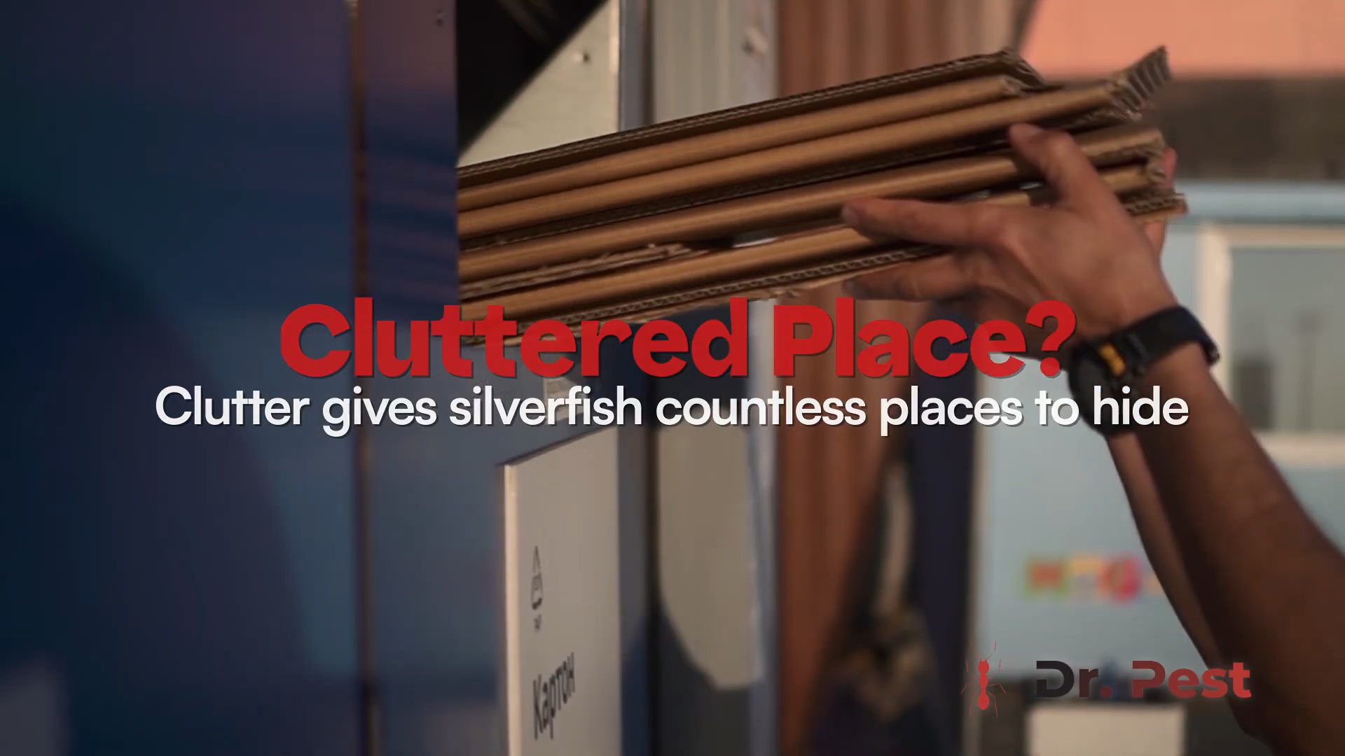 how-to-protect-paper-from-silverfish-dr-pest-southern-california