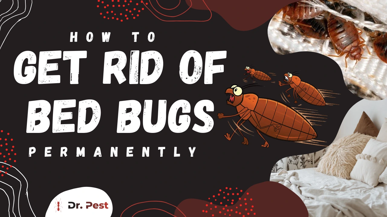 How to Get Rid of Bed Bugs Permanently