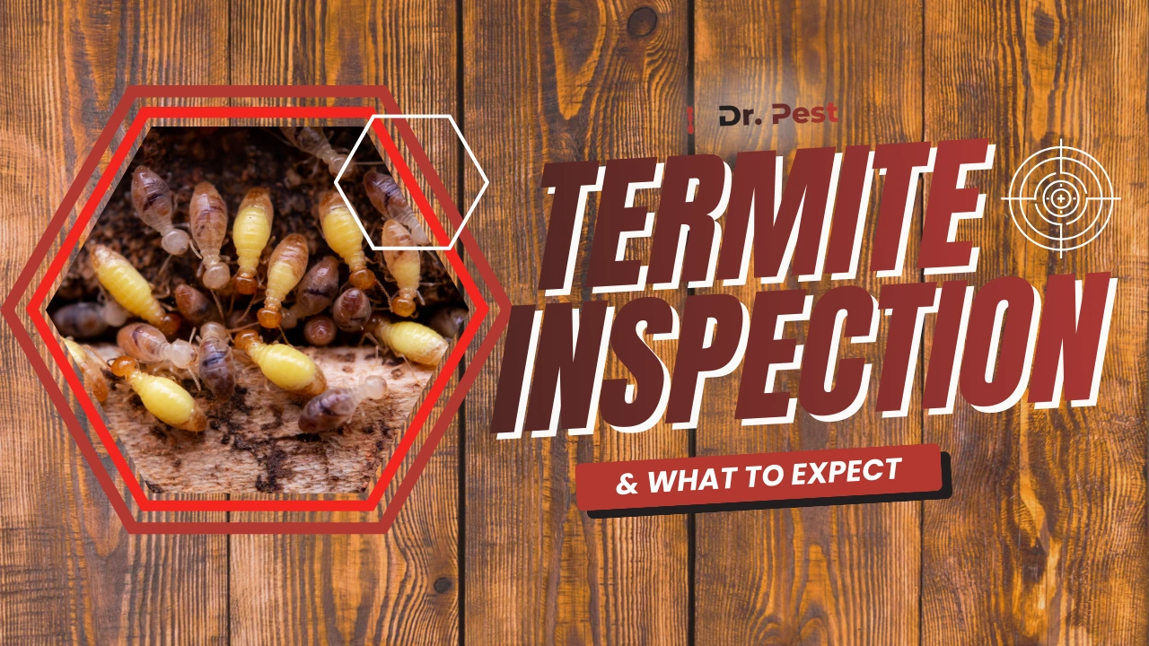 Termite Inspection What to Expect