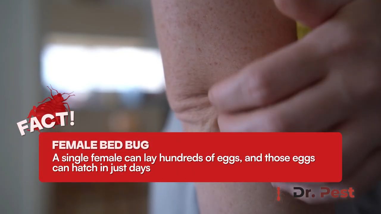how-to-get-rid-of-bed-bugs-permanently-dr-pest-california