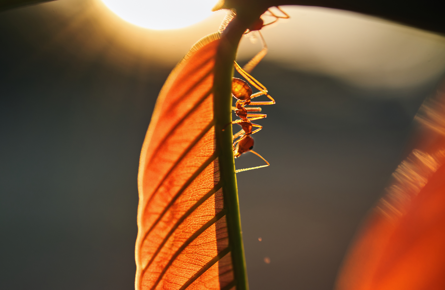 an-ant-climbing-on-the-leaf