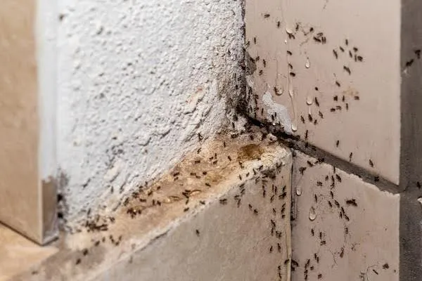 ants in the small opening