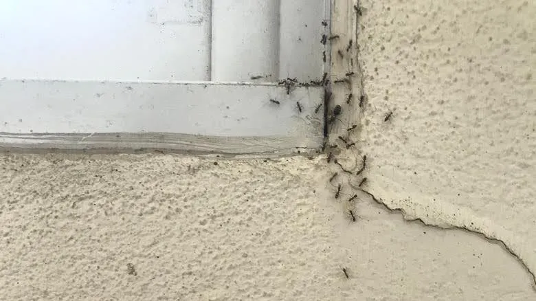 ants in the window