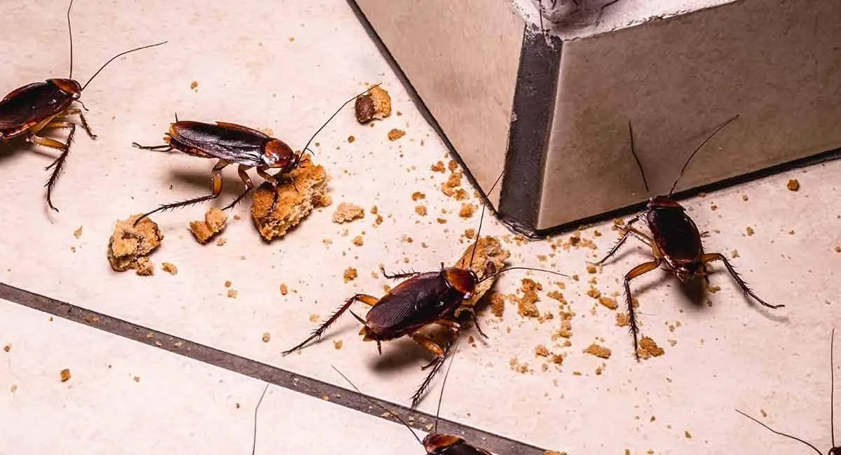 cockroach