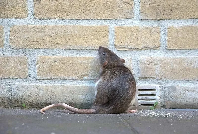 rodents