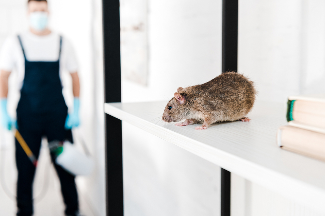 brown-rat-on-shelf-with-blurred-background