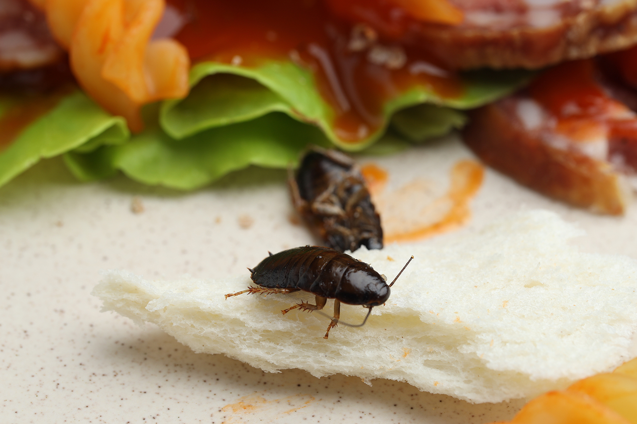 large-cockroach-crawling-on-white-bread-next