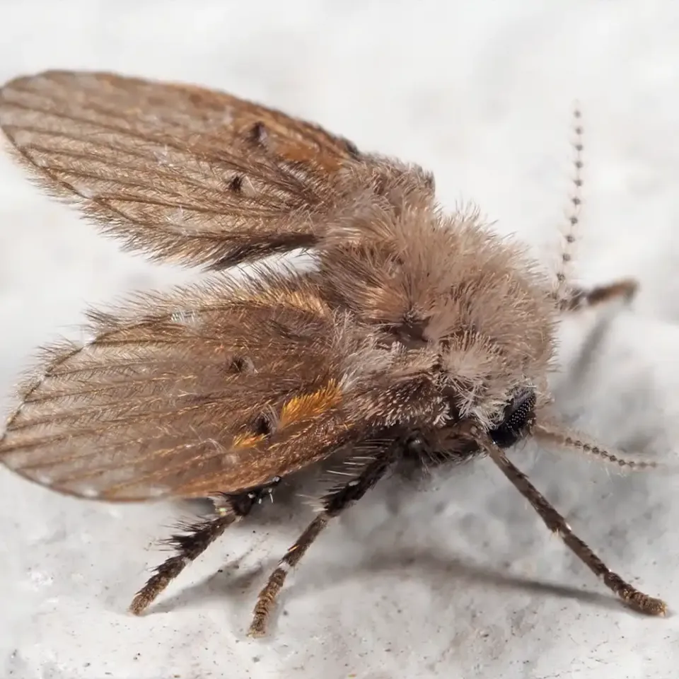 Drain Fly Pest Control