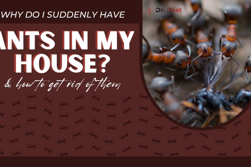 Why Do I Suddenly Have Ants in My House? Causes and How to Get Rid of Them