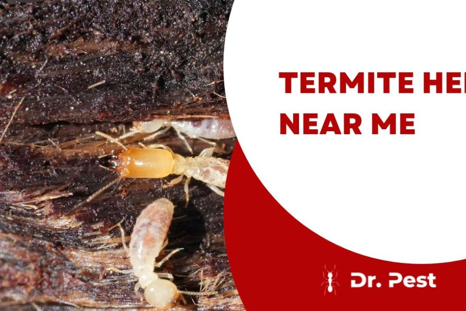 Termite Help Near Me: How to Spot, Stop, and Prevent Termite Damage