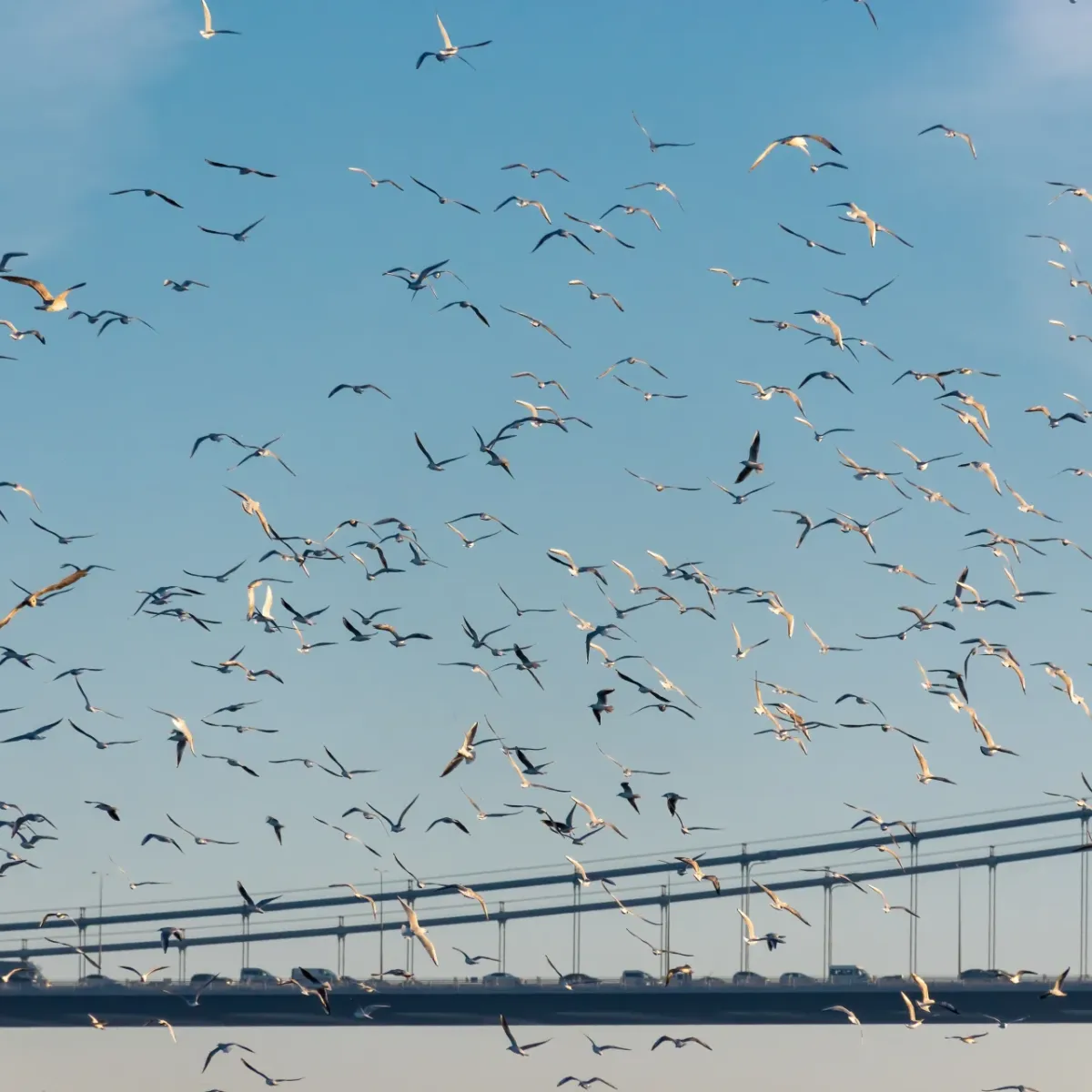 seagull pest