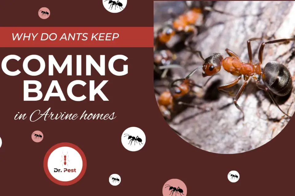 Why Do Ants Keep Coming Back in Irvine Homes?