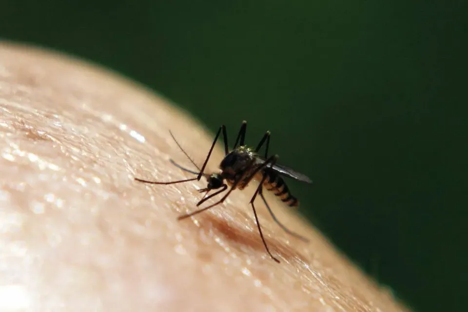 Bitten in Broad Daylight? Meet Southern California’s Invasive Ankle Biter Mosquitoes