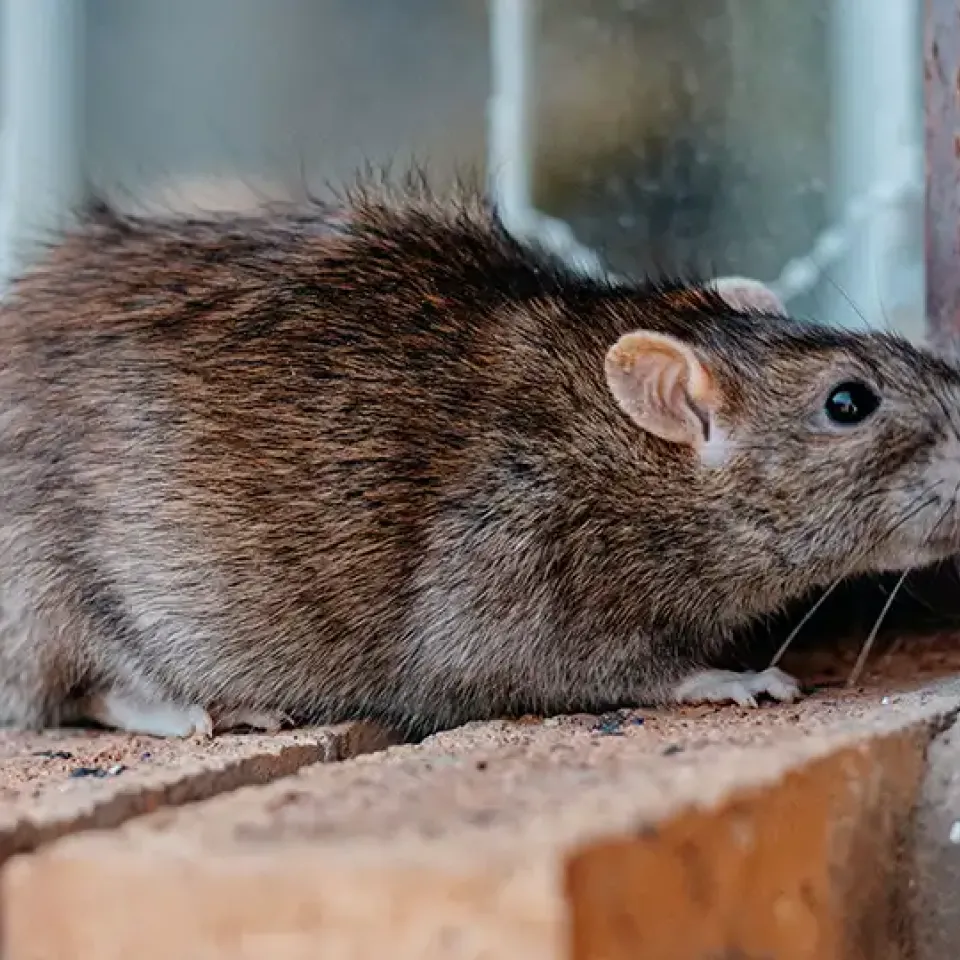 Rodent infestation commercial pest control services