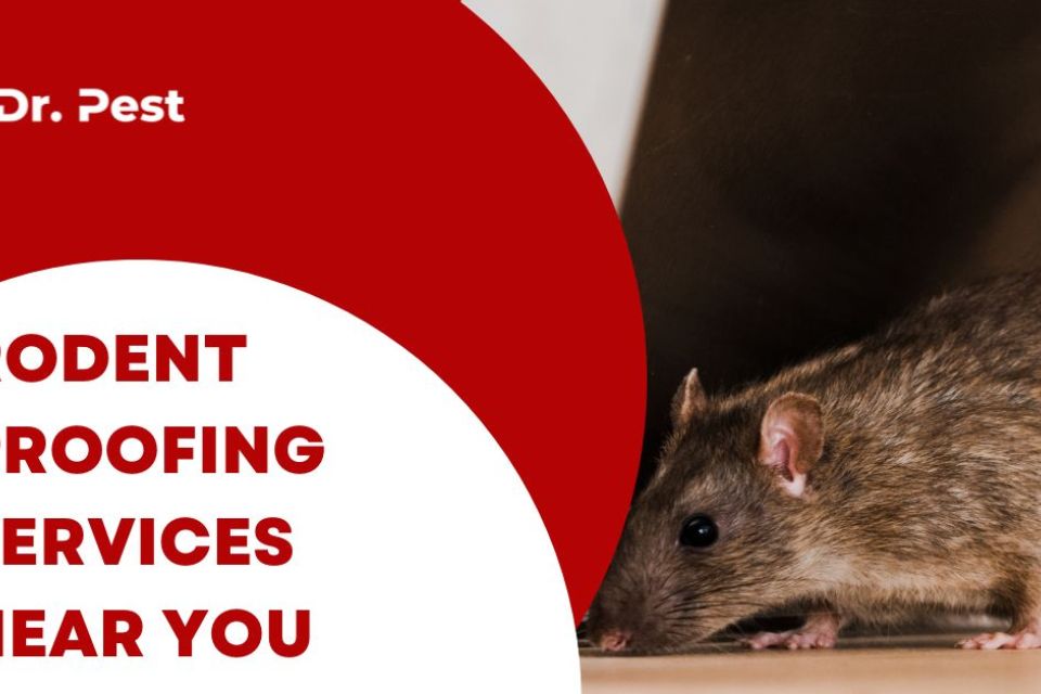 Protecting Your Home from Pests: Rodent Proofing Near You