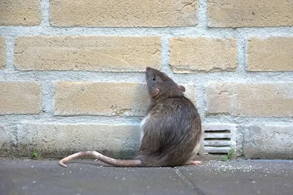 The Best Time to Rodent-Proof Your Home Is Before They Move In