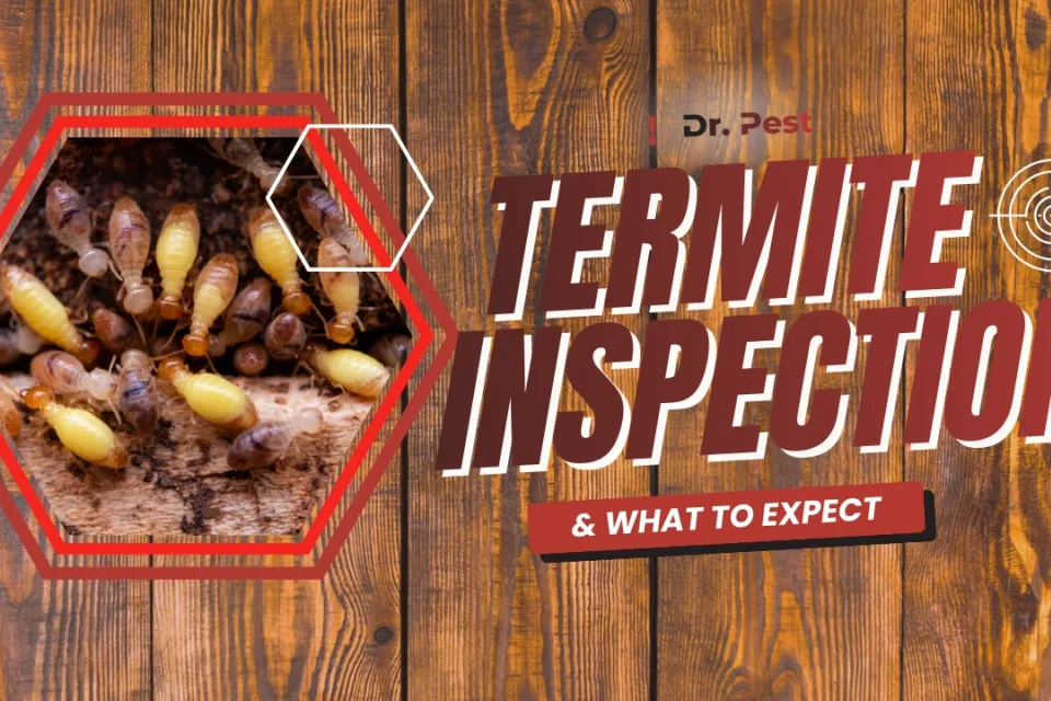Termite Inspection What to Expect
