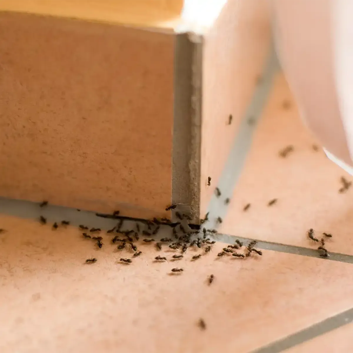 Ant Pest Control