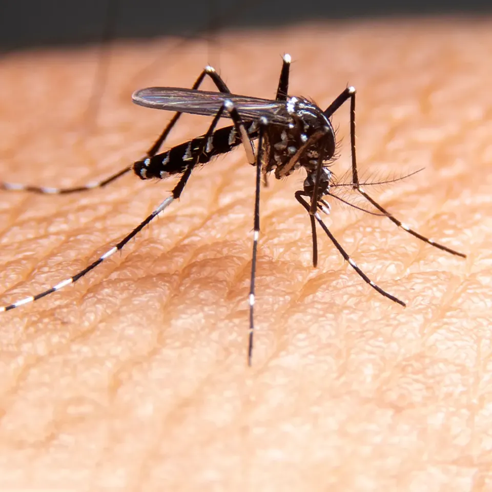 Mosquito Control