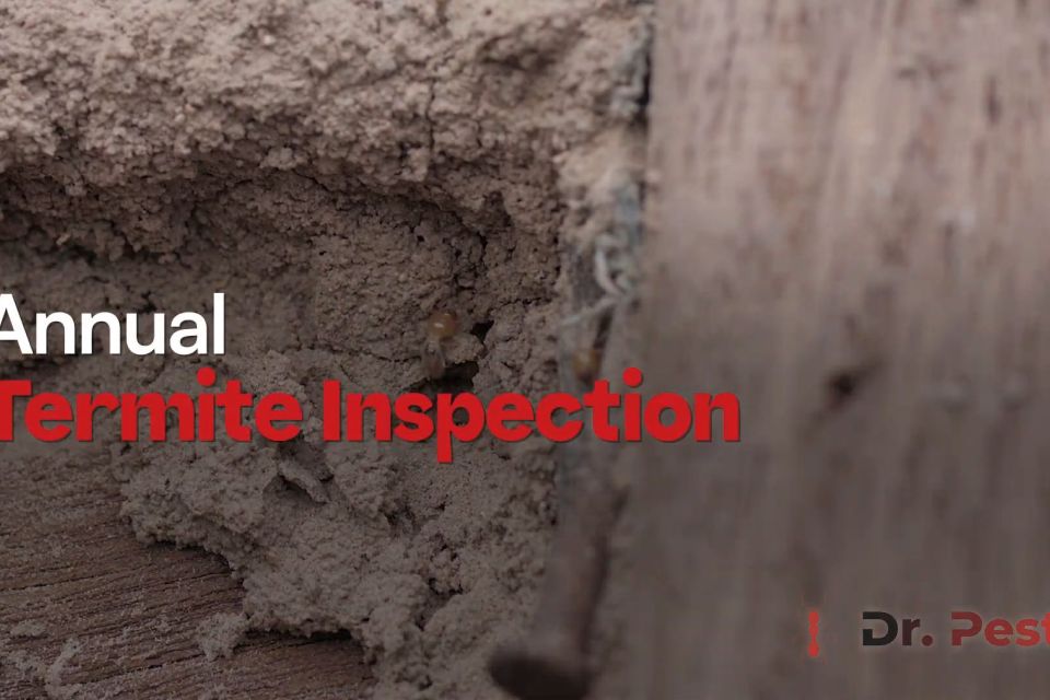 Annual Termite Inspection: Why Every Homeowner Needs One