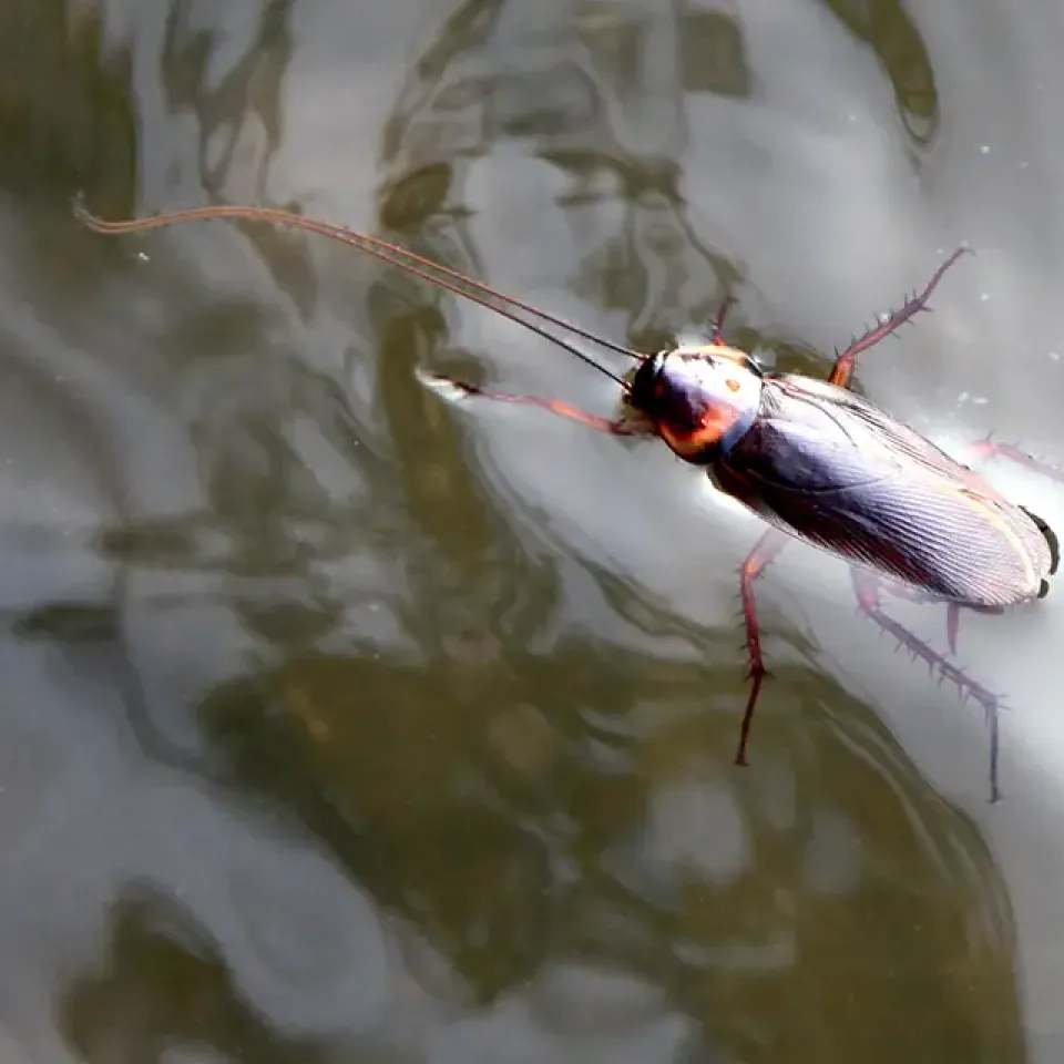 Drain Fly Pest Control